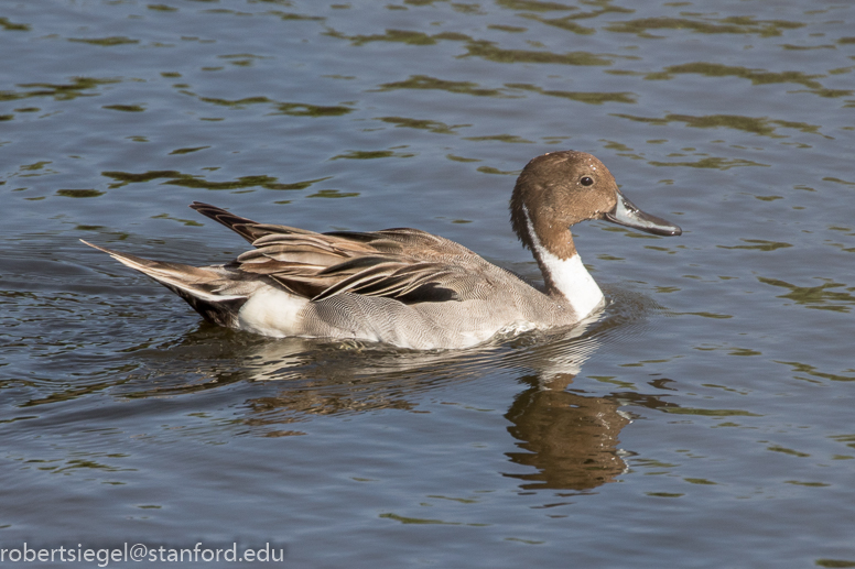 palo alto baylands